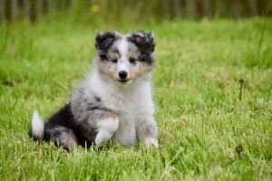 shetland sheepdog, dog, puppy, blue merle, pet, animal, young dog, bitch skippie blue, domestic dog, canine, mammal, cute, grass, prairie, nature, shetland sheepdog, shetland sheepdog, shetland sheepdog, shetland sheepdog, shetland sheepdog, puppy
