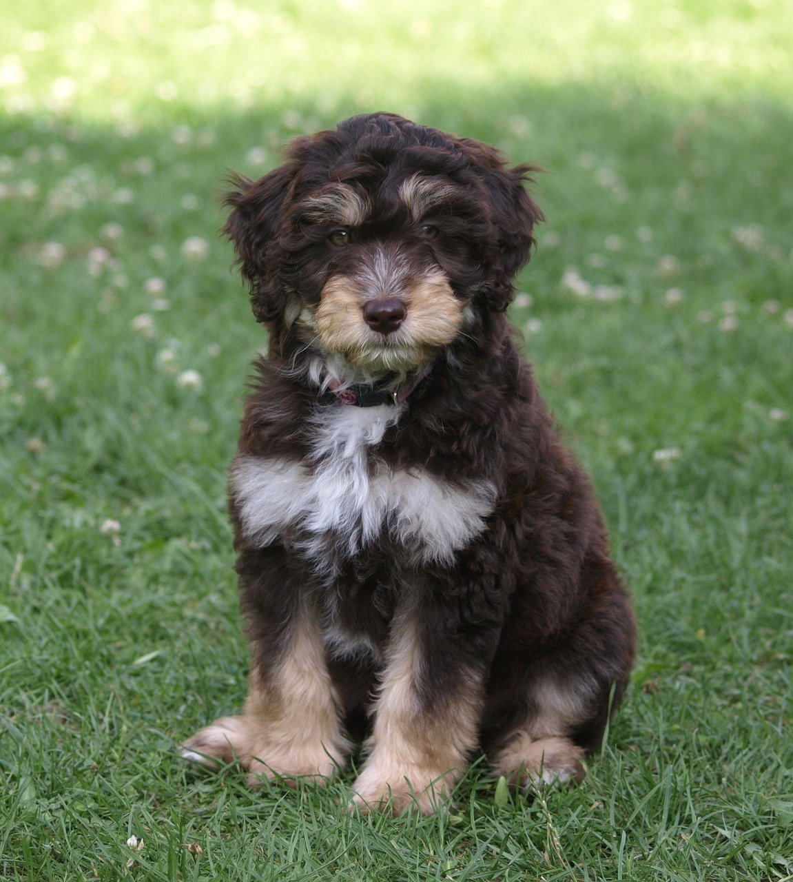 puppy, aussiedoodle, animal, young dog, pet, dog, cute, small, young, hybrid, aussiepoo
