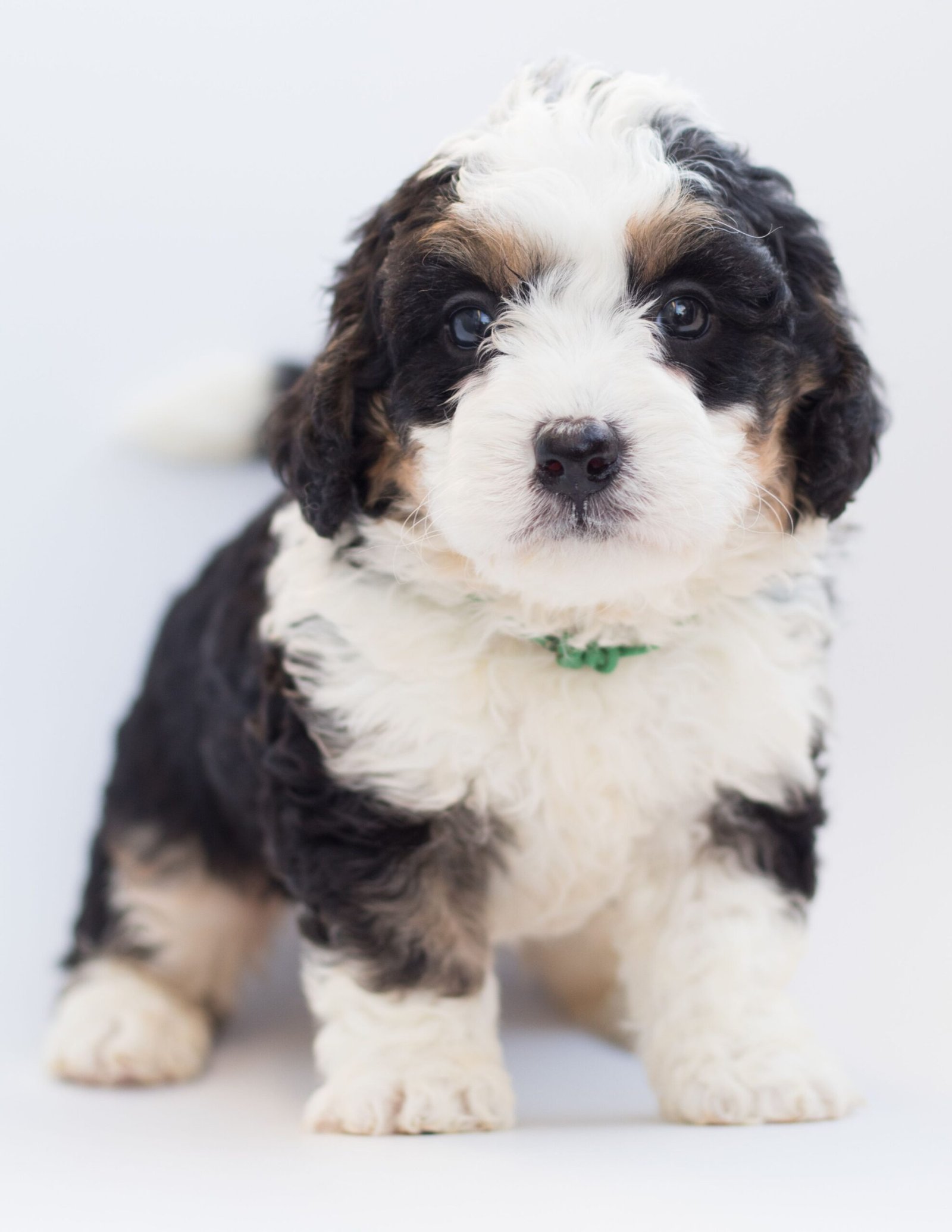 Close-up of an adorable Bernedoodle puppy standing in a studio setting.