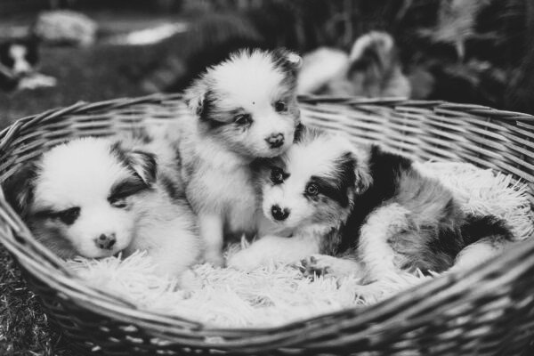 puppies in a basket